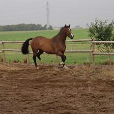 Dansk Varmblod Lindholms Cara