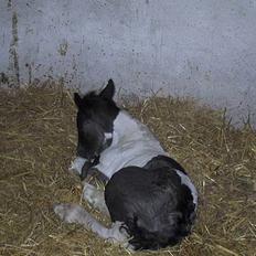 Irish Cob Aicha