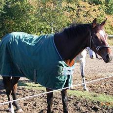 Fuldblod (XX) ~Bolsjoj~