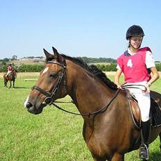 Dansk Varmblod May Ray fra Kirstinehøj