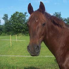 New Forest Mirella Cascarino