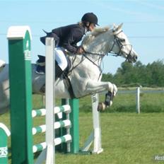 Hollandsk Sportspony Blondie 