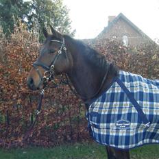 Anden særlig race Casino