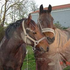 Anden særlig race Casino