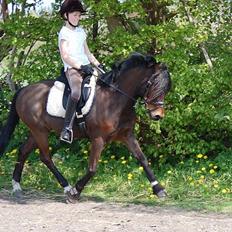 Welsh Pony af Cob-type (sec C) Hedehuses Skipper *R.I.P.*