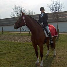 Dansk Varmblod Don Juan R.I.P