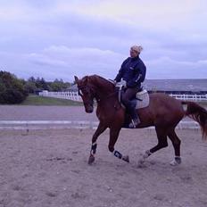 Dansk Varmblod Fedor <3