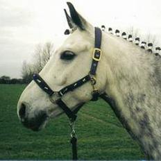 Anden særlig race Silverlea Picasso