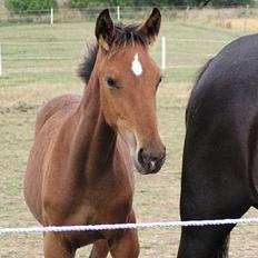 Traver Lomumba *død*