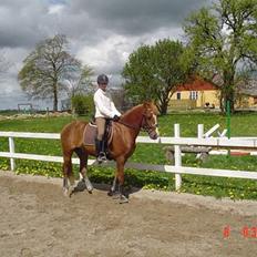 Hollandsk Sportspony Maxwell <,3