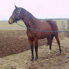 Oldenborg Twiggy a. Dejrupgård