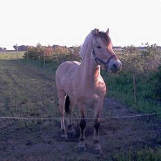 Fjordhest Prins  Solgt