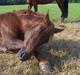 New Forest Mirella Cascarino