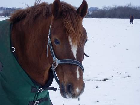 Anden særlig race TRISTHAN billede 16