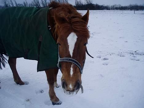 Anden særlig race TRISTHAN billede 17