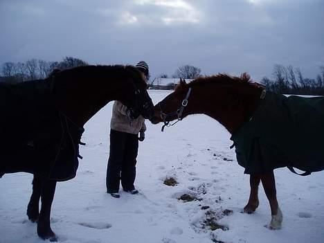 Anden særlig race TRISTHAN billede 18