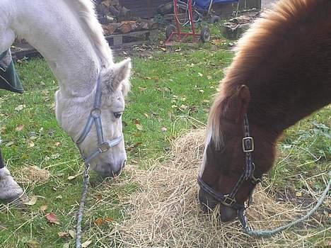 New Forest Bella - Bella og Martell <3 billede 3