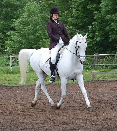 Arabisk fuldblod (OX) Chena OX 1920 *DØD †* - Bylderup Bov Rideklub, maj 2006 -> LC2 billede 15