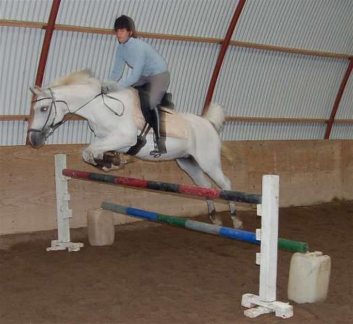 Arabisk fuldblod (OX) Chena OX 1920 *DØD †* - BRRI debutantstævne - spring billede 16