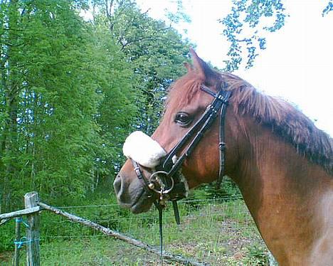 Anden særlig race Sebastian - Juni 2006. I den fri natur ! billede 12
