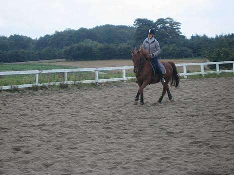 Anden særlig race Sebastian - September 2006. Galopøgning billede 13