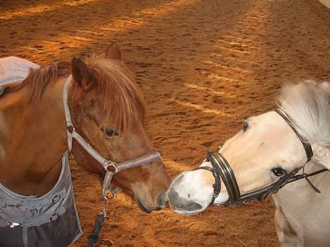 Anden særlig race Sebastian - April 2006. Sebastian og Pondus. billede 17
