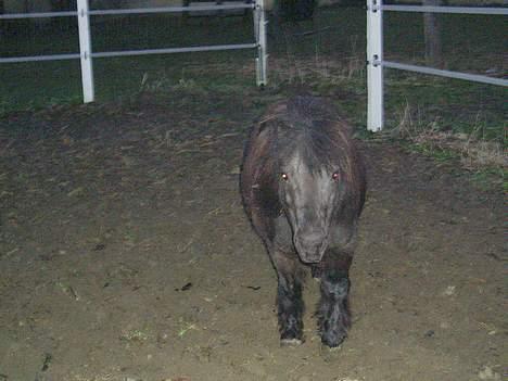 Shetlænder Mimmi - Her kommer jeg!! billede 8