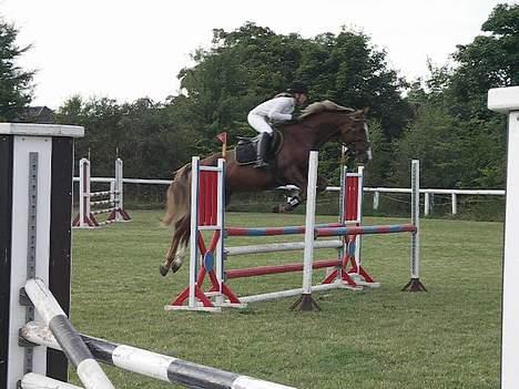 Hollandsk Varmblod Unexpected - DSA 4 års 2005 billede 7