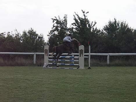 Hollandsk Varmblod Unexpected - DSA 4 års 2005 billede 8