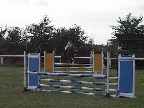 Hollandsk Varmblod Unexpected - DSA 4 års 2005 billede 9