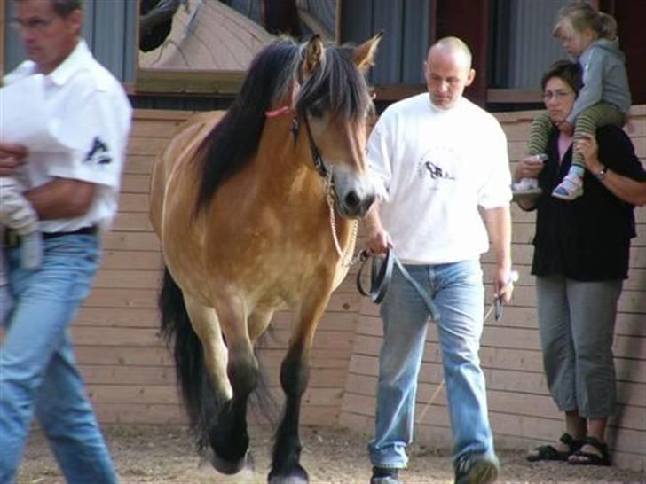 Nordsvensk Skovhest Tina - Jan og Tina på ride komsammen med 40 andre heste i Vig 2005 billede 5