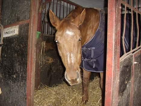 Dansk Varmblod Cenza - Cenza i den gamle boks 2005 billede 3