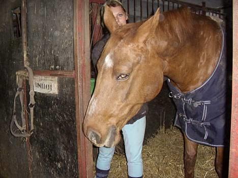 Dansk Varmblod Cenza billede 5