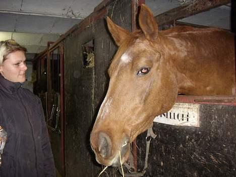 Dansk Varmblod Cenza billede 6