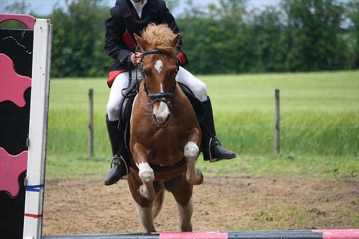 Pinto Sigurd - Mia og Sigurds første stævne  billede 19