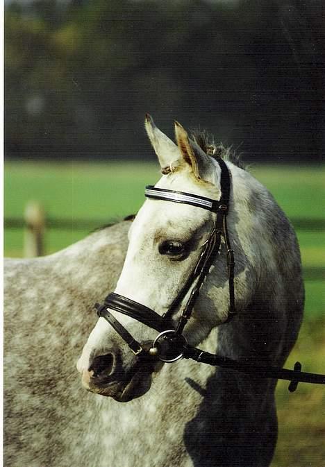 DSP Mon Dieu billede 5