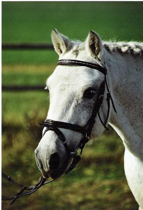 Welsh Mountain (sec A) Patrick Swayze - det er en fotograf der har taget nogle af billederne.. billede 6
