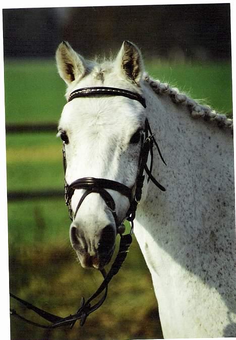 Welsh Mountain (sec A) Patrick Swayze billede 7