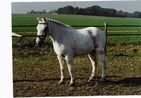 Welsh Mountain (sec A) Patrick Swayze - Swayze <3 billede 9