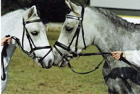 Welsh Mountain (sec A) Patrick Swayze - Swayze og Mon Dieu billede 10