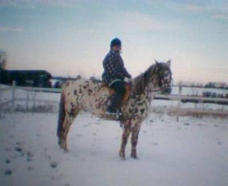 Knabstrupper Van Gogh - Vinter og sne, Jubii billede 19