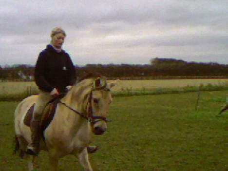 Fjordhest Freja (død) - Freja i okt. 2005 billede 13
