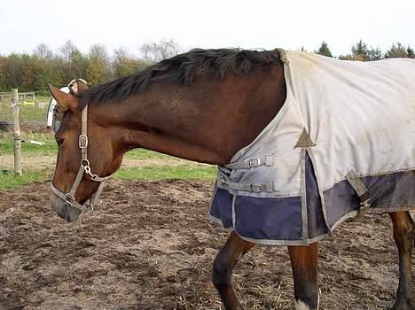 Anden særlig race Christiansmineds Medley - "skal vi gå herhen, hva mor? " hehe.. billede 12