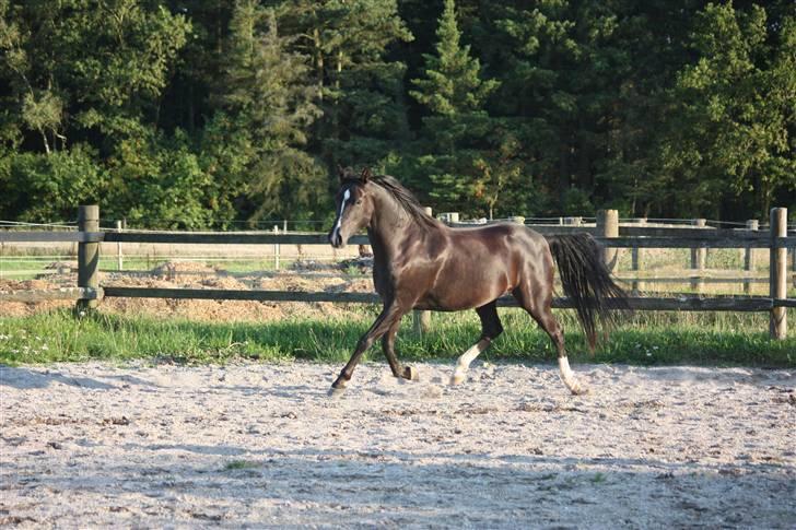 Anden særlig race Lucky Boy - Foto af: Marlene Ø billede 10