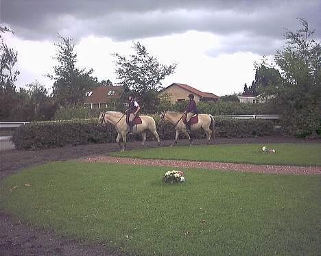 Fjordhest Vængets Liza - Liza og Felicia i "ponypaddoken på galopbanen billede 17