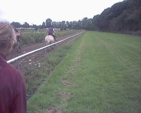 Fjordhest Vængets Liza - fuld fart frem!!!!!!! billede 18