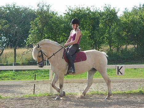 Fjordhest Vængets Liza - liza i lidt dressur billede 19