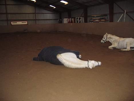 Anden særlig race Sabell - sabell er hende der ligger bagert den anden er hendes kærste sonnyboy billede 2