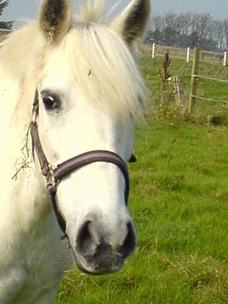 Anden særlig race Sabell - er mig ik bare smuk ?  billede 5