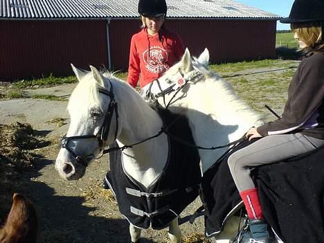 Anden særlig race Sabell - elsker dig min kæreste !  billede 6